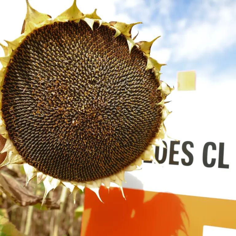 Arnoldes CL HO - Force csávázással