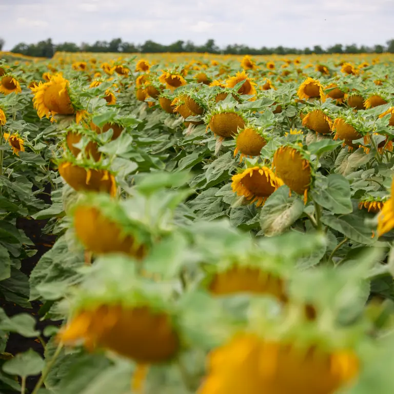 Arnoldes CL HO - Force csávázással - Image 2