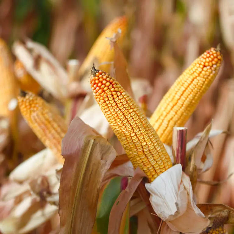 KWS Giro-Korit csávázás - Image 2