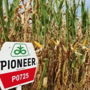 P0725 LumiGEN csávázott