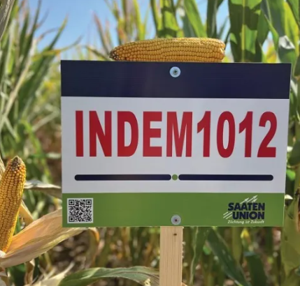 Saaten Union Indem1012 csávázott