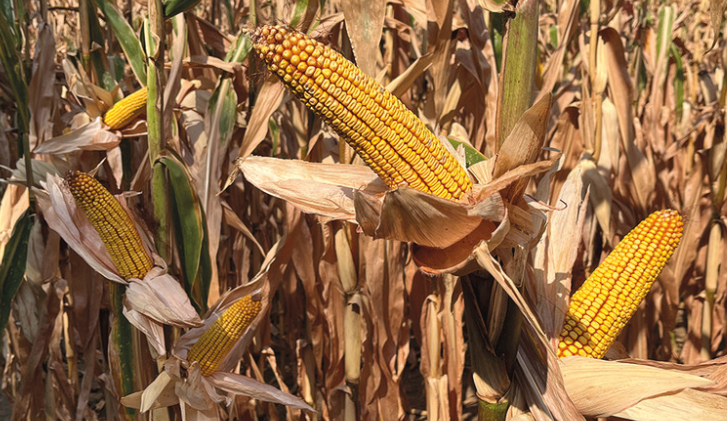 Saaten Union Indem1012 csávázott - Image 3