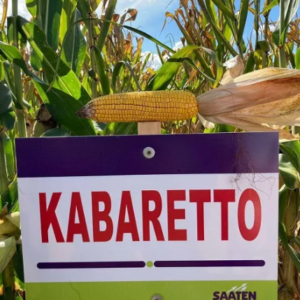 Saaten Union KABARETTO