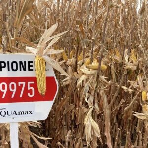 P9975 LumiGEN Insecticidecsávázott