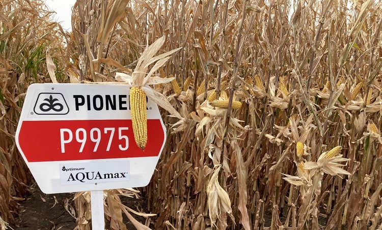 P9975 LumiGEN Insecticidecsávázott