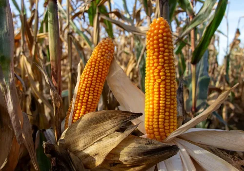 RGT ZANETIXX - Image 2